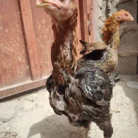 مرغ لاری