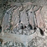 پوست خام سفید نی انبان دمام