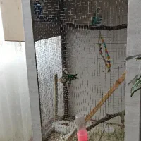 قفس پرنده