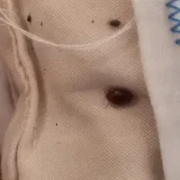 شرکت سمپاشی با مجوز رسمی ساس،کک،کنه و.. درمازندران
