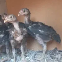 جوجه مرغ خروس لاری