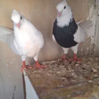 طوقی|پرنده|جم, |دیوار