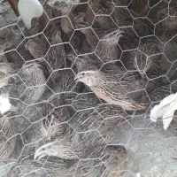 بلدرچین
