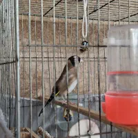 سهره نر