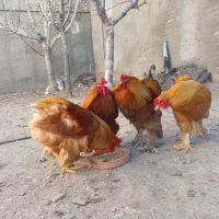 خروس برهما اصل یک ساله و جوجه