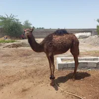شتر|حیوانات مزرعه|کهنوج, |دیوار