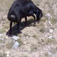 قوچ قره قزل شش دندون