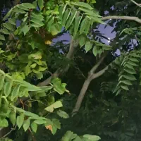 زمین-زعفرانیه