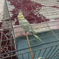 طوطی عروس هلندی ماده