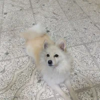 سگ پامر