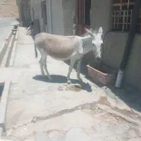 الاغ ماده