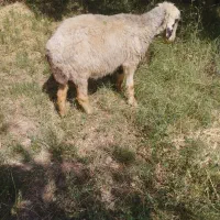 میش بره دار