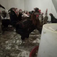 جوجه مرغ وخروس محلی اصل