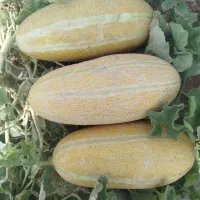 خریدار خربزه مشهدو حق العملی