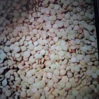 عدس|عمدهفروشی|بجنورد, |دیوار