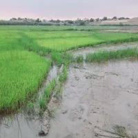 بذرشالی فجر سوزنی