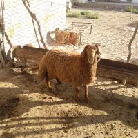 فروش کاور(بره نر)