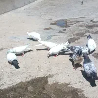کفتر