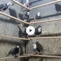 کبوتر ابلغ