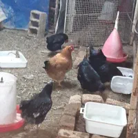 فروش مرغ و خروس