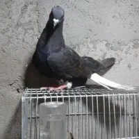 زیل دمسفید ماده