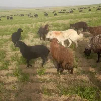 سگ...