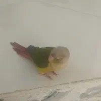 گرینچیک گم شده