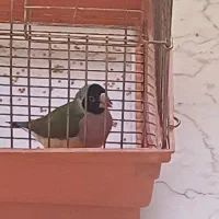 فنچ گلدین معاوضه هم داره