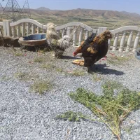 فروش مرغ تخم گذار وخروس سلطانی