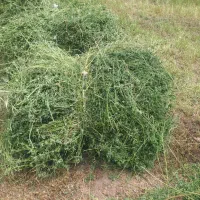 یونجه خالص