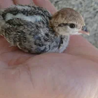 جوجه زینتی سه ماهه