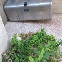 باک  گازوییل خاوری