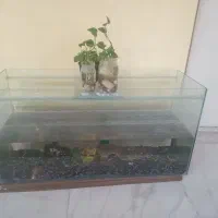 اکواریوم