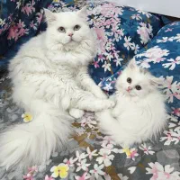 بچه گربه پرشین اصیل