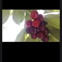 کارگر  میوه چینی هستیم