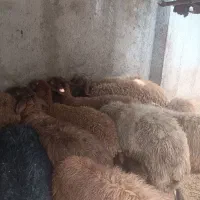 چند عدد گوسفند فروشی هم ماده هم نر سالم سالم