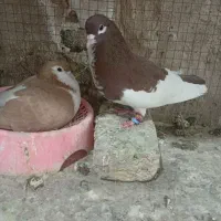 سلام کفتر سالم به شرط