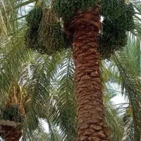 بستن خوشه نخل