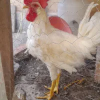 خروس ماشینی