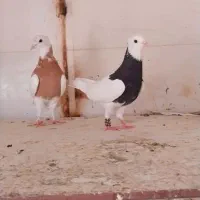 دوتا ماده طوقی تضمین تخمو جوجه