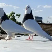 کبوتر طوقی
