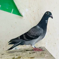 کبوتر مسافتی جوجه هیچ پر عربستانی