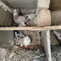 کبوتر|پرنده|میاندوآب, |دیوار