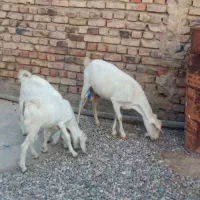 بز سانن
