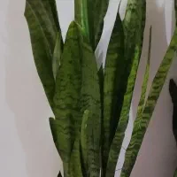 گل و گلدان