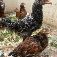 مرغ و خروس محلی