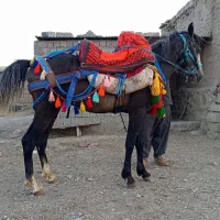 اسب نریون سواری وباری