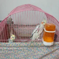 فروش عروس هلندی دو تا نر