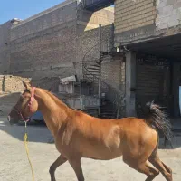 مادیون دره شوری
