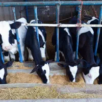 20راس گوساله نرقطع شیر